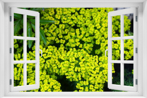 Fototapeta Naklejka Na Ścianę Okno 3D - Spring flower background. A bed of flowering spurge cypress yellow flowers.Evening photo.