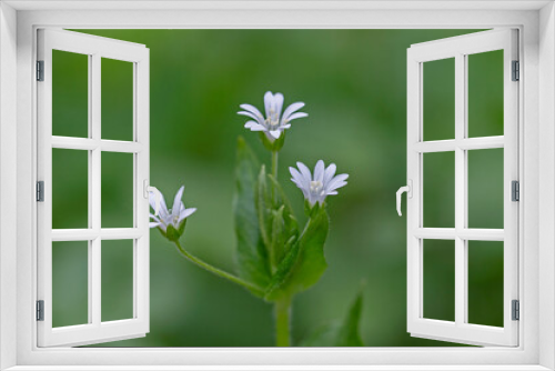 Fototapeta Naklejka Na Ścianę Okno 3D - Stellaria nemorum, also known by the common name wood stitchwort, is a stoloniferous perennial, herbaceous flowering plant in the family Caryophyllaceae.