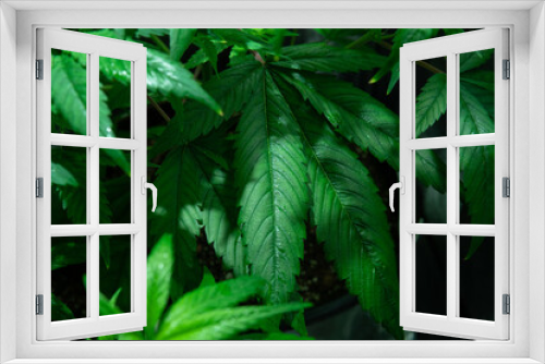 Fototapeta Naklejka Na Ścianę Okno 3D - care and cultivation of recreational marijuana. Professional cannabis growing indoors