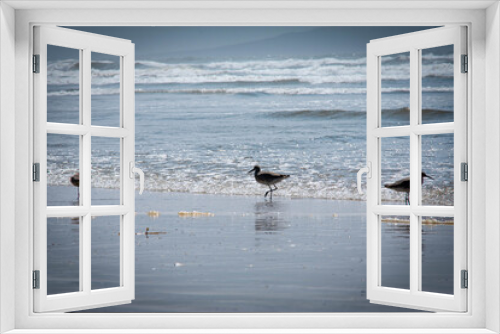 Fototapeta Naklejka Na Ścianę Okno 3D - Las aves del mar