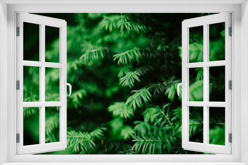 Fototapeta Naklejka Na Ścianę Okno 3D - Green leaves background. Close up
