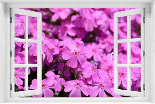 Fototapeta Naklejka Na Ścianę Okno 3D - 花の絨毯、満開の芝桜