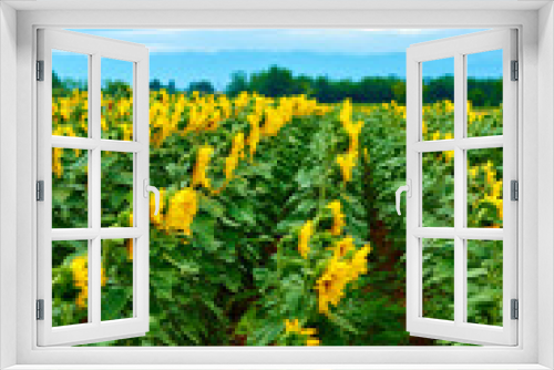 Fototapeta Naklejka Na Ścianę Okno 3D - sunflower field in summer