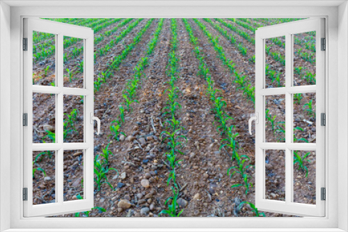 Fototapeta Naklejka Na Ścianę Okno 3D - Campo agrícola sembrado de maíz para alimentación. Comarca de El Páramo, León, España.