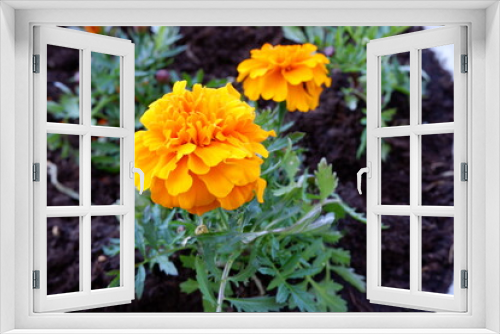 Fototapeta Naklejka Na Ścianę Okno 3D - A bed of flowers: marigold yellow . Suitable for background. Yellow flowers.  Plants. Flower bed