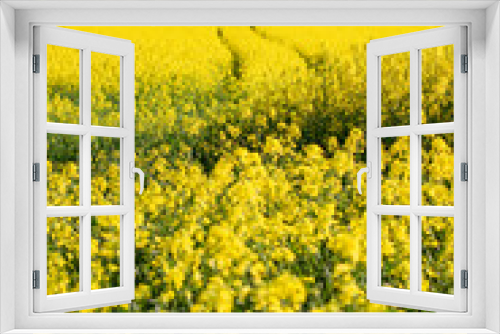 Fototapeta Naklejka Na Ścianę Okno 3D - Yellow rapeseed crops on farmland close up with out of focus elements
