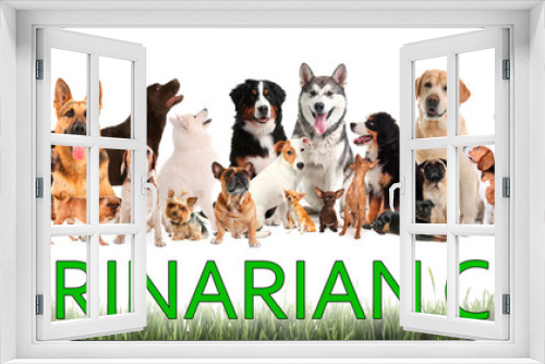 Fototapeta Naklejka Na Ścianę Okno 3D - Collage with different dogs and text VETERINARIAN CLINIC on white background. Banner design