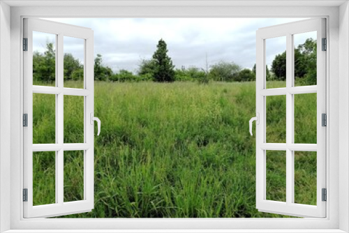 Fototapeta Naklejka Na Ścianę Okno 3D - Spring inspirations, green meadow full of grasses