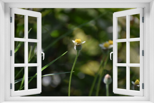 Fototapeta Naklejka Na Ścianę Okno 3D - Tridax procumbens, commonly known as coatbuttons or tridax daisy, is a species of flowering plant in the daisy family. It is best known as a widespread weed and pest plant. 