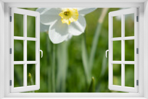 Fototapeta Naklejka Na Ścianę Okno 3D - beautiful daffodil in macro