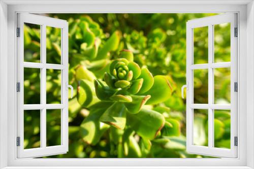Fototapeta Naklejka Na Ścianę Okno 3D - flore en un parque 