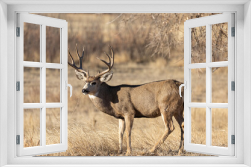 Fototapeta Naklejka Na Ścianę Okno 3D - Mule Deer Buck During the Rut in Colorado in Auutmn