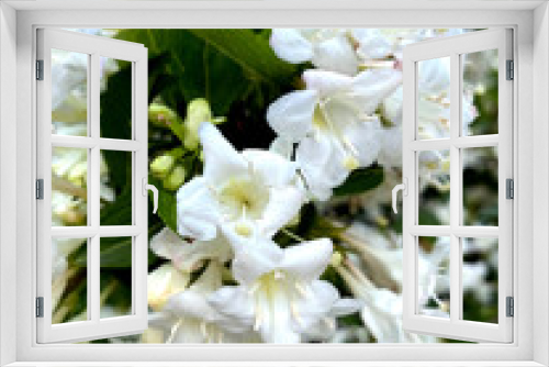 Fototapeta Naklejka Na Ścianę Okno 3D - Bunch of white flowers of weigelia with the gleam of sunshine.
