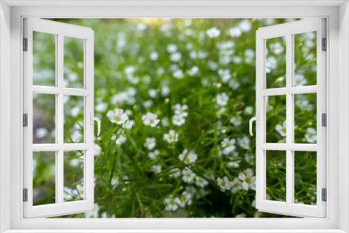 Fototapeta Naklejka Na Ścianę Okno 3D - 緑の植物