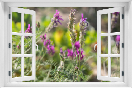 Fototapeta Naklejka Na Ścianę Okno 3D - field of lavender flowers