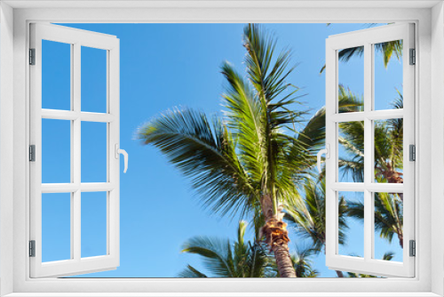 Fototapeta Naklejka Na Ścianę Okno 3D - Cimes de palmiers
