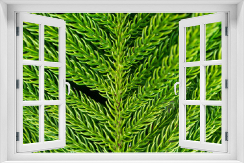 Fototapeta Naklejka Na Ścianę Okno 3D - Close up of Norfolk Island Pine leaves background.