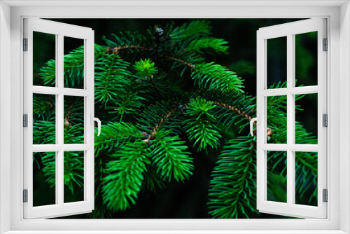 Fototapeta Naklejka Na Ścianę Okno 3D - close up of fir tree branches