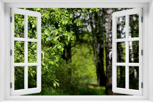 Fototapeta Naklejka Na Ścianę Okno 3D - Photo of a forest thicket.