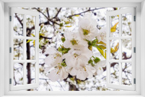 Fototapeta Naklejka Na Ścianę Okno 3D - Peerless apricot blossom in spring against the blue sky. Apricot branches in bloom. Spring concept. Beautiful background of white flowers.