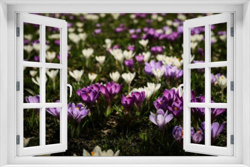 Fototapeta Naklejka Na Ścianę Okno 3D - beautiful spring meadow in the garden of white and lilac crocuses on a background of green grass