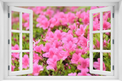 Fototapeta Naklejka Na Ścianę Okno 3D - Macro background of Pink Azalea flowers at Summer garden in Japan