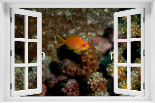 Fototapeta Naklejka Na Ścianę Okno 3D - Sea Goldie, Pseudanthias squamipinnis in a tropical coral reef of Andaman sea
