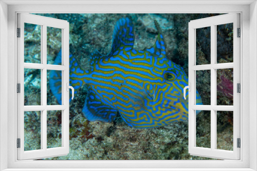 Fototapeta Naklejka Na Ścianę Okno 3D - Yellowspotted Triggerfish, Pseudobalistes fuscus 