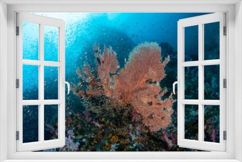 Fototapeta Naklejka Na Ścianę Okno 3D - Gorgonian sea fan surrounded by a shoal of Glassfish