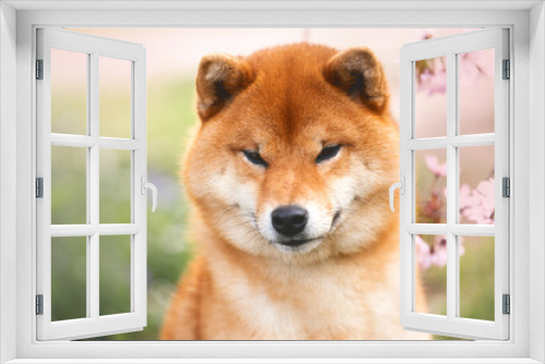 Fototapeta Naklejka Na Ścianę Okno 3D - Close-up portrait of red shiba inu dog on cherry blossom's background. Japanese shiba dog and blooming sakura. Hanami