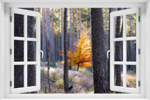 Fototapeta Naklejka Na Ścianę Okno 3D - grande forêt, soleil et arbre aux feuilles oranges au mois d'automne