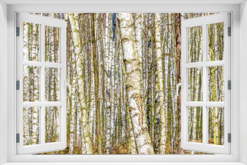 Fototapeta Naklejka Na Ścianę Okno 3D - Forest texture, white birch trees as a background.