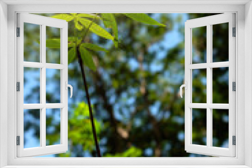Fototapeta Naklejka Na Ścianę Okno 3D - young green tree closeup nature background