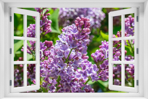 Fototapeta Naklejka Na Ścianę Okno 3D - Luxurious branches of blooming lilac close-up in spring.