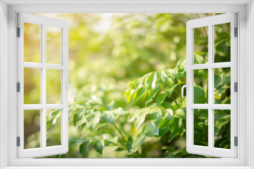 Fototapeta Naklejka Na Ścianę Okno 3D - Closeup nature view of green leaf on blurred greenery background at Sunshine select focus