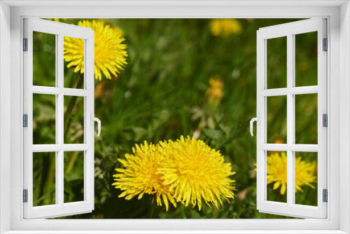 Fototapeta Naklejka Na Ścianę Okno 3D - Dandelion flowers on spring green meadow