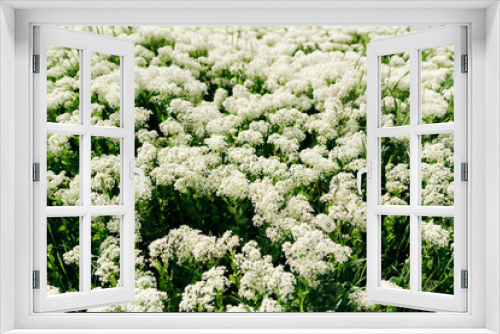 Fototapeta Naklejka Na Ścianę Okno 3D - field of white flowers