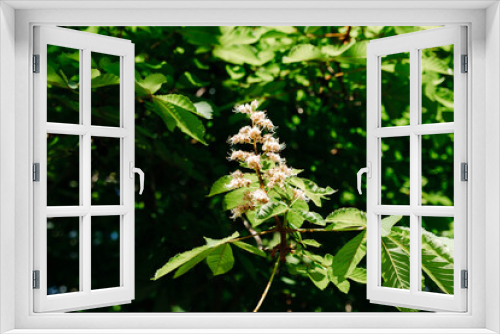 Fototapeta Naklejka Na Ścianę Okno 3D - flowers of chestnut