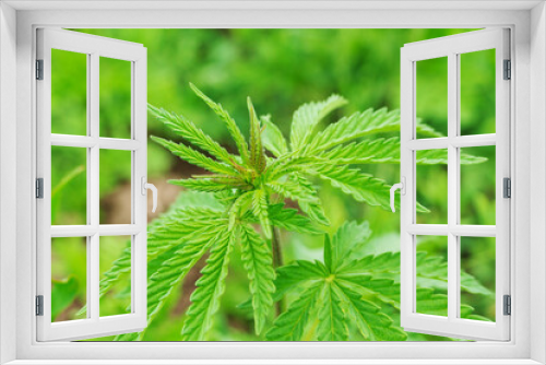 Fototapeta Naklejka Na Ścianę Okno 3D - cannabis is a narcotic plant / small sprouts of cannabis