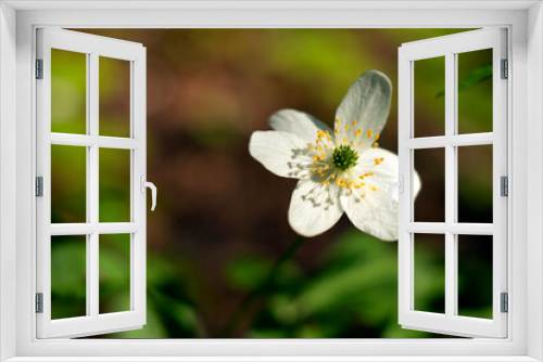 Fototapeta Naklejka Na Ścianę Okno 3D - white spring flowers in the forest