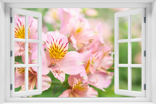 Fototapeta Naklejka Na Ścianę Okno 3D - アルストロメリアの花