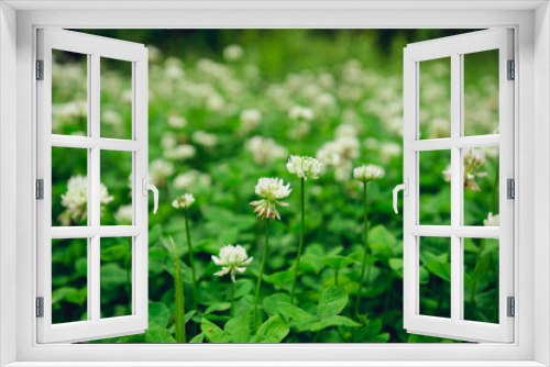 Fototapeta Naklejka Na Ścianę Okno 3D - A field of blooming white clover flowers
