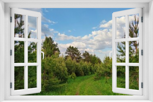 Fototapeta Naklejka Na Ścianę Okno 3D - country road among green young pines against a blue sky with amazing beautiful clouds