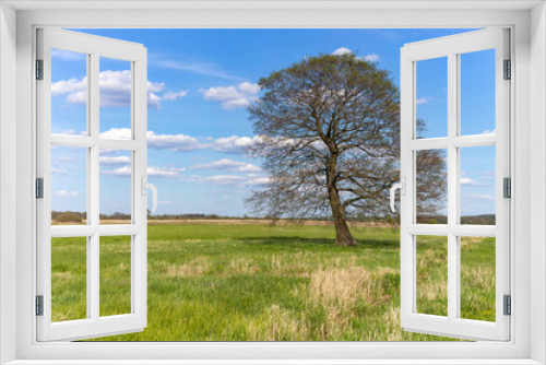 Fototapeta Naklejka Na Ścianę Okno 3D - Lonely tree on the field in summer day