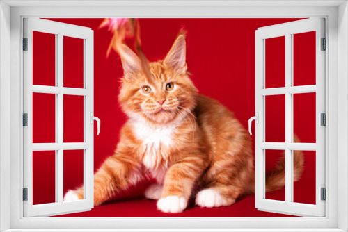 Fototapeta Naklejka Na Ścianę Okno 3D - Kitten. Lovely big red and white maine coon pussy cat on red background in studio.