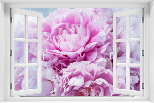 Fototapeta Naklejka Na Ścianę Okno 3D - delicate pink peony bud in big bouquet.Light shines on petals. Celebration concept. Greeting card for birthday, valentines day, womans day, anniversary.
