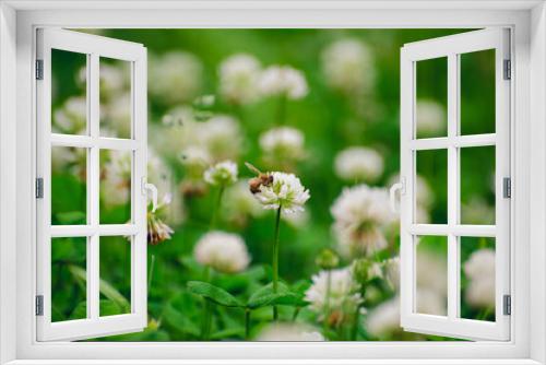 Fototapeta Naklejka Na Ścianę Okno 3D - A field of blooming white clover flowers and honey bees