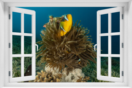 Fototapeta Naklejka Na Ścianę Okno 3D - Clownfish in the Red Sea Colorful and beautiful, Eilat Israel
