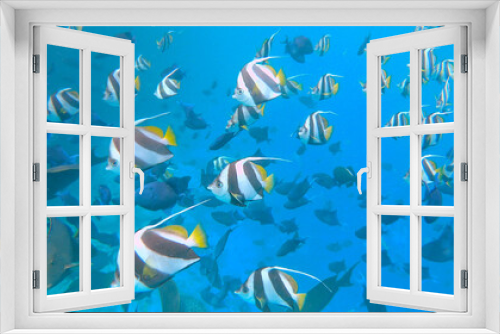 Fototapeta Naklejka Na Ścianę Okno 3D - UNDERWATER: A school of colorful tropical fish swim across the deep blue ocean