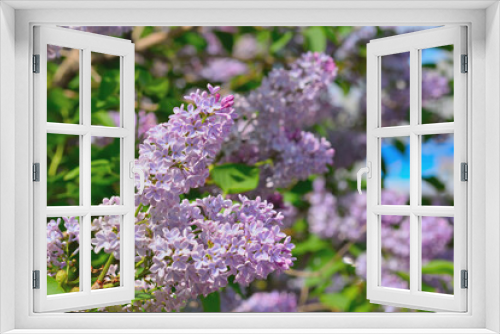 Fototapeta Naklejka Na Ścianę Okno 3D - Branch of blossoming lilac on a sunny day